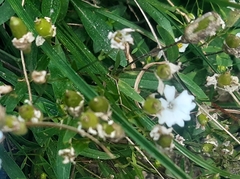 Heliosperma alpestre