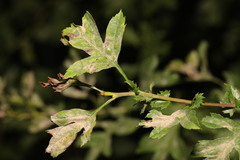 Podosphaera clandestina