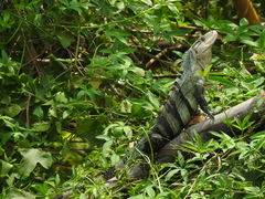 Ctenosaura similis