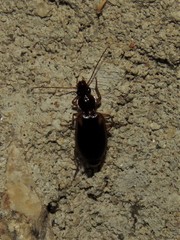 Cymindis limbata