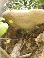 Fomitiporia hartigii