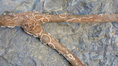 Peniophora albobadia