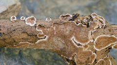 Peniophora albobadia