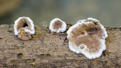 Peniophora albobadia