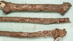 Peniophora albobadia