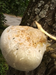 Fomitiporia hartigii