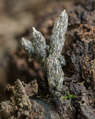Xylaria