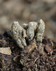 Xylaria