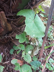 Hydrocotyle leucocephala