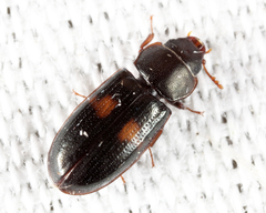 Tenebroides bimaculatus