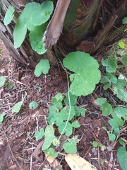 Hydrocotyle leucocephala