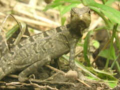 Basiliscus vittatus
