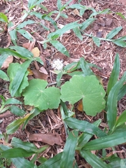 Hydrocotyle leucocephala