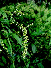 Persicaria robustior