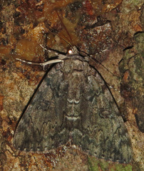 Catocala lacrymosa
