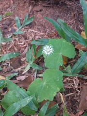 Hydrocotyle leucocephala
