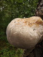 Fomitiporia hartigii