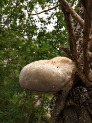 Fomitiporia hartigii