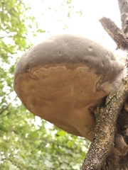 Fomitiporia hartigii