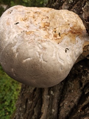 Fomitiporia hartigii