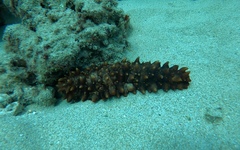 Stichopus