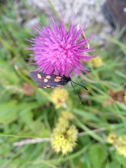 Zygaena angelicae