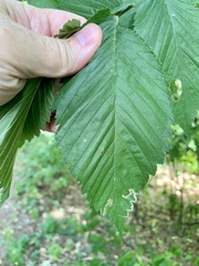 Stigmella apicialbella