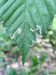 Stigmella apicialbella