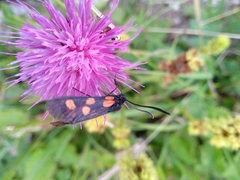Zygaena angelicae