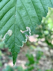 Stigmella apicialbella