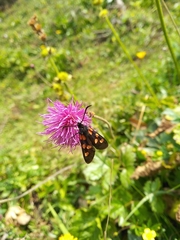Zygaena angelicae