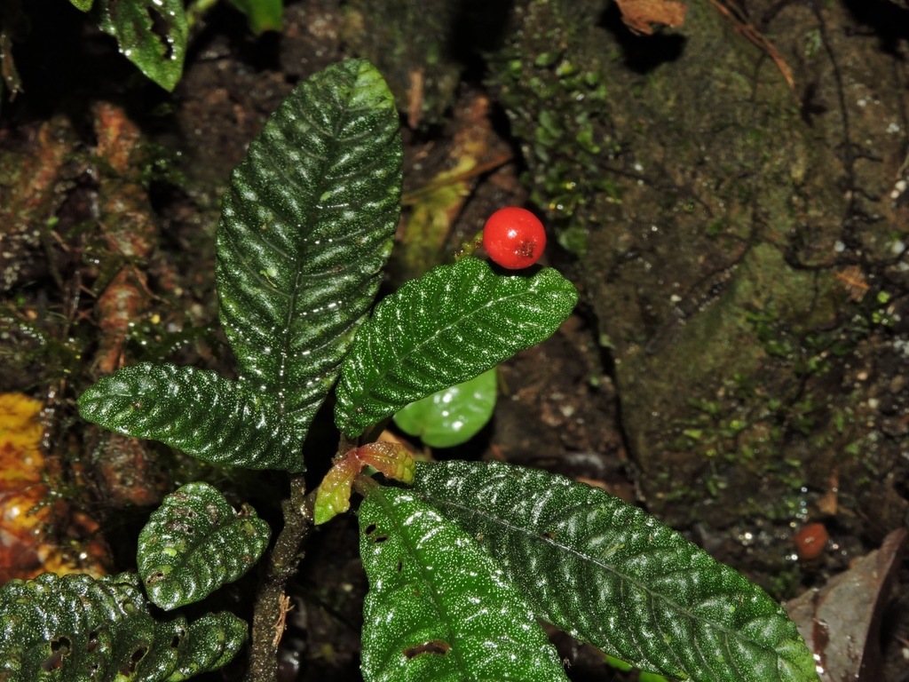 Hoffmannia pustulata