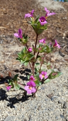 Diplacus deschutesensis