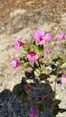 Diplacus deschutesensis