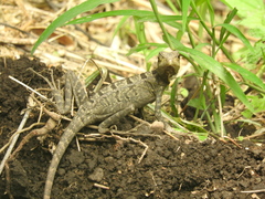 Basiliscus vittatus
