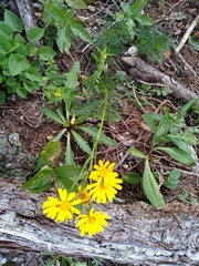 Jacobaea abrotanifolia