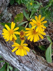 Jacobaea abrotanifolia