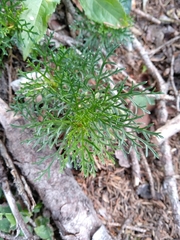 Jacobaea abrotanifolia