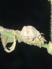 Pseudocneorhinus bifasciatus