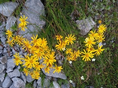Jacobaea abrotanifolia