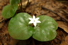 Geophila