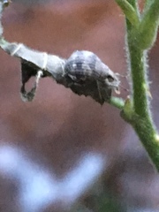 Pseudocneorhinus bifasciatus