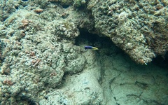 Labroides phthirophagus