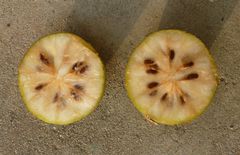 Desplatsia chrysochlamys