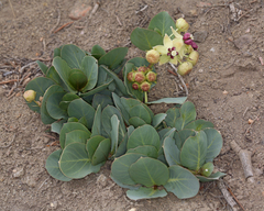 Asclepias cryptoceras davisii