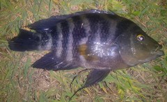 Amphilophus citrinellus