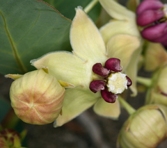 Asclepias cryptoceras davisii