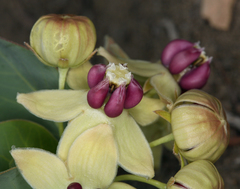 Asclepias cryptoceras davisii