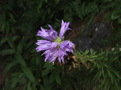 Campanula spicata