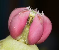Asclepias cryptoceras davisii